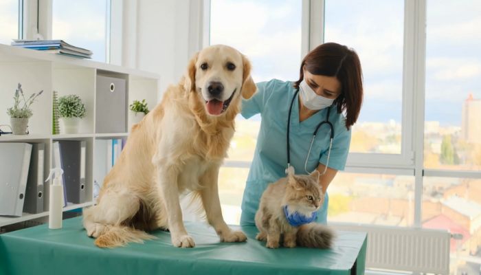 Essential Pet First Aid Tips and Training Resources for Owners: