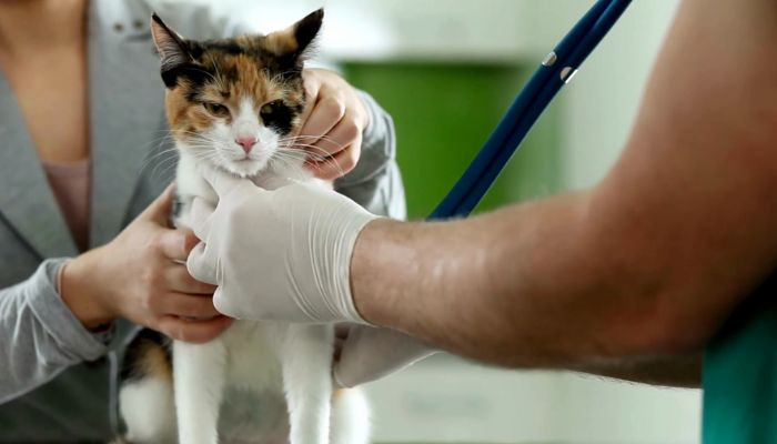 Essential Pet First Aid Tips and Training Resources for Owners: