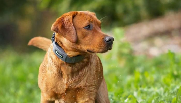 Ultimate GPS Wireless Dog Fence Collar for Secure Containment & Safety