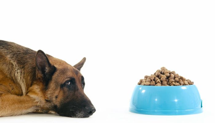 Top 8 Best Dog Food Brands in USA 2024 According to Dog Food Advisor