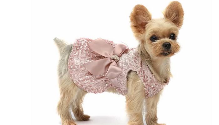 Top 10 best dog clothes brands in USA: Find Out Best Pet Apparel Fashion for Your Pooch