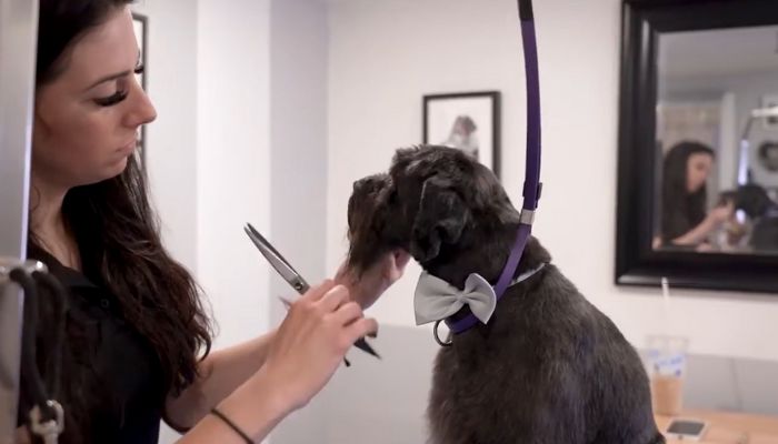 Best Pet Grooming Salons Worldwide