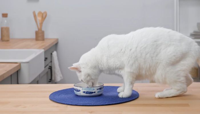 Top 10 Cat Foods for Urinary Health - Dry Cat Food Options for Urinary Care: