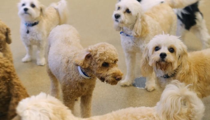 Top Luxury Pet Boarding Resorts in FL: Best Dog Boarding Near You: