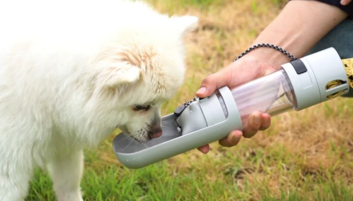 2024 Tech Trends: Innovations Shaping the Future of the Pet Care Industry