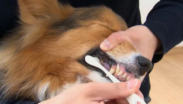 Best Dog Toothpaste in 2024: Top-Rated Tartar Control Options for Healthy Gums & Teeth: