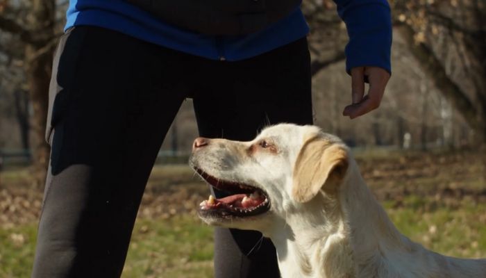 Ultimate Pet Recovery Solutions: Microchip Tracking & Recovery Service