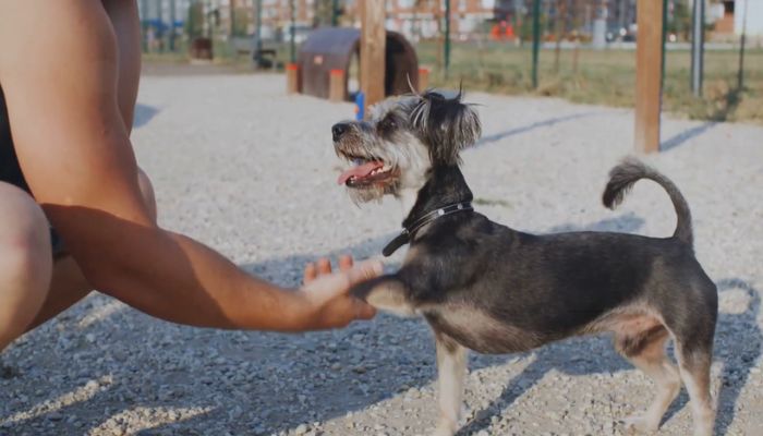 National Dog Day 2024: Celebrate Your Furry Friends on August 26!