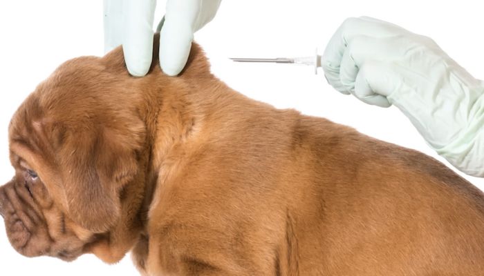 Comprehensive Pet Microchip Recovery Services: Advanced Tracking & Solutions