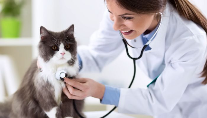 Comprehensive Pet Microchip Recovery Services: Advanced Tracking & Solutions