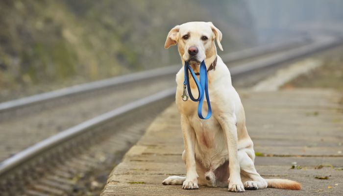 Comprehensive Pet Microchip Recovery Services: Advanced Tracking & Solutions