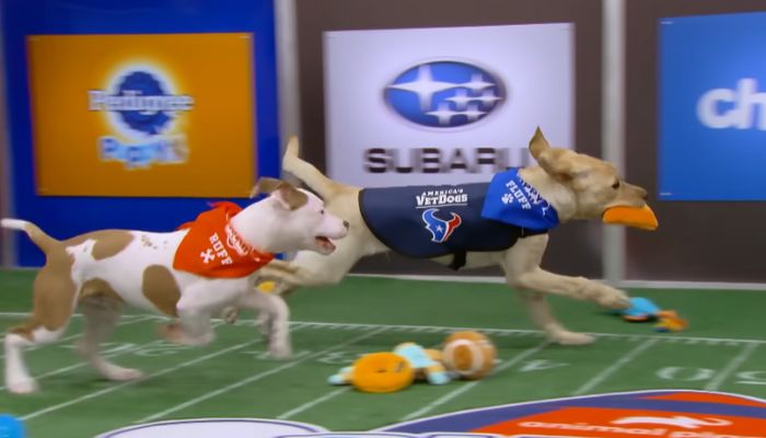 Sweetpea: The Beloved Puppy Bowl Star Who Captivated Hearts at Just 5 Months Old: