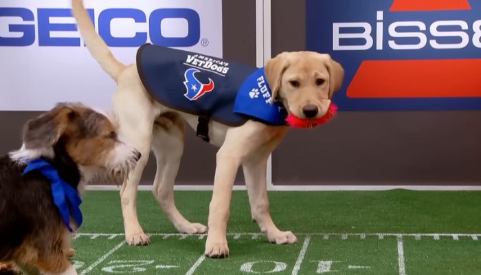 Sweetpea: The Beloved Puppy Bowl Star Who Captivated Hearts at Just 5 Months Old: