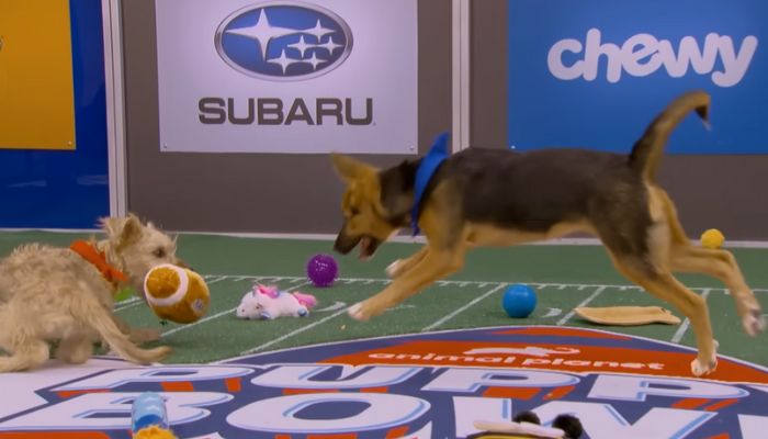 Sweetpea: The Beloved Puppy Bowl Star Who Captivated Hearts at Just 5 Months Old: