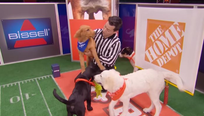 Sweetpea: The Beloved Puppy Bowl Star Who Captivated Hearts at Just 5 Months Old: