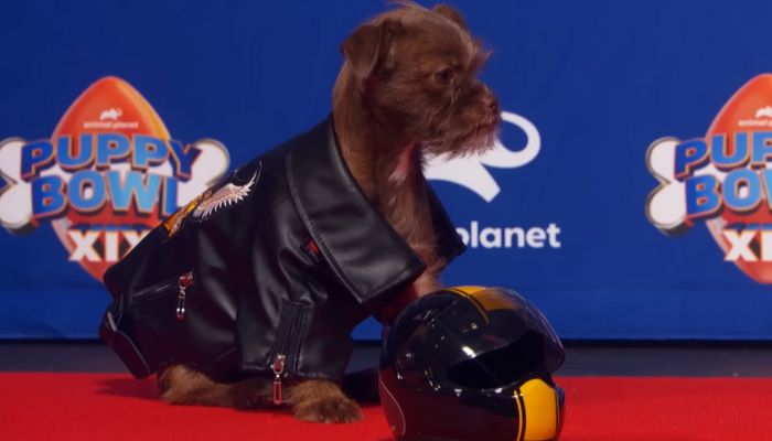 Sweetpea: The Beloved Puppy Bowl Star Who Captivated Hearts at Just 5 Months Old: