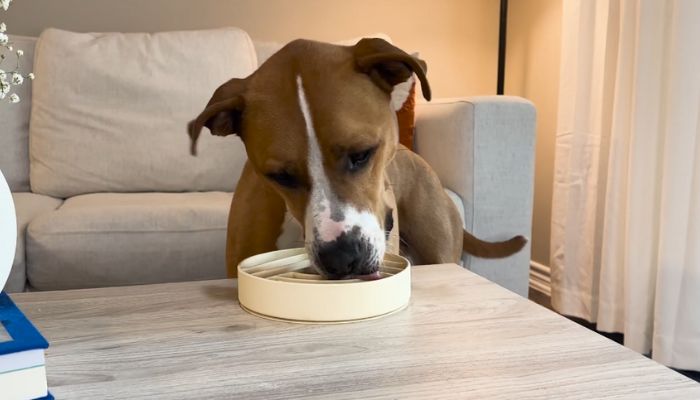 PuzzleFeeder™ - The Ultimate Slow Feeder for Engaging Your Dog