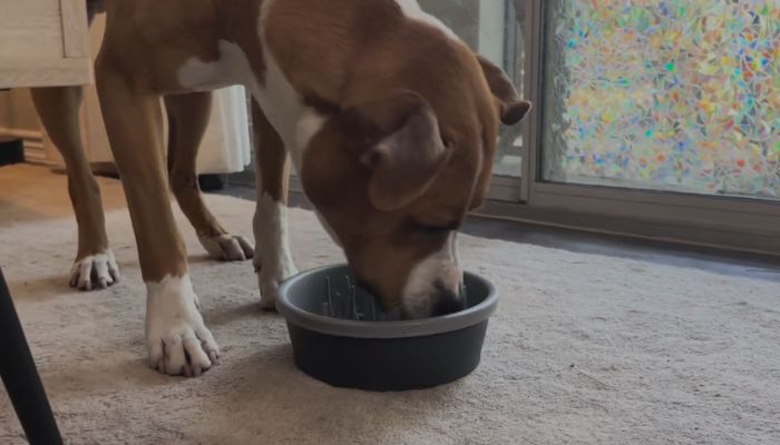 PuzzleFeeder™ - The Ultimate Slow Feeder for Engaging Your Dog